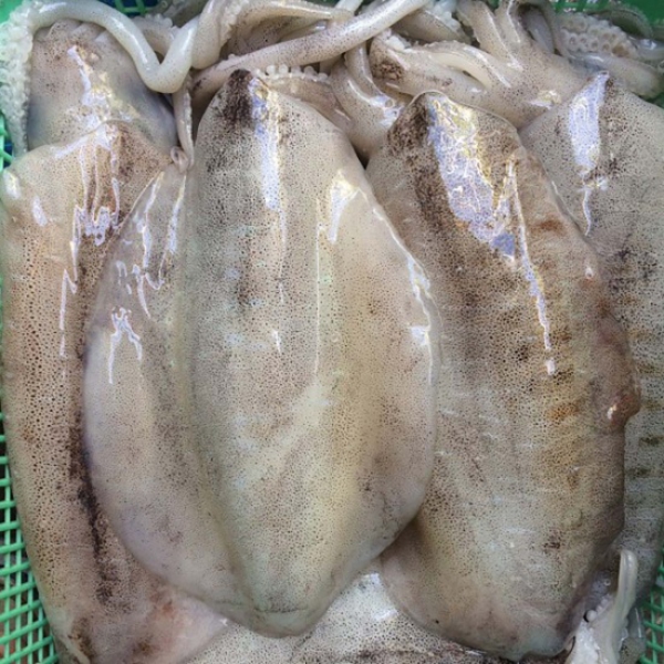 Mực Lá
