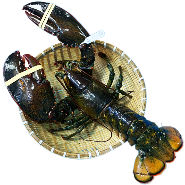 Tôm hùm Alaska