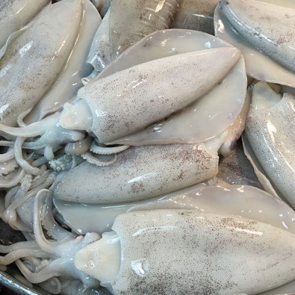 Mực Lá