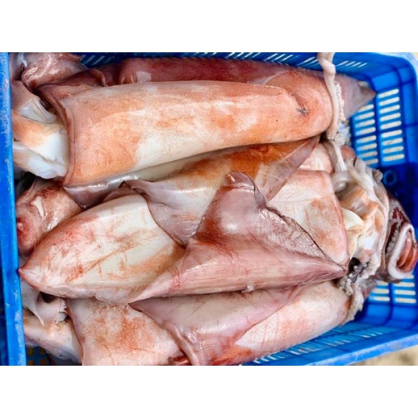 Mực Lá Đại Dương