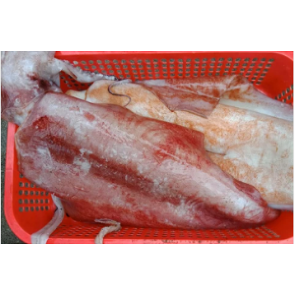 Mực Lá Đại Dương