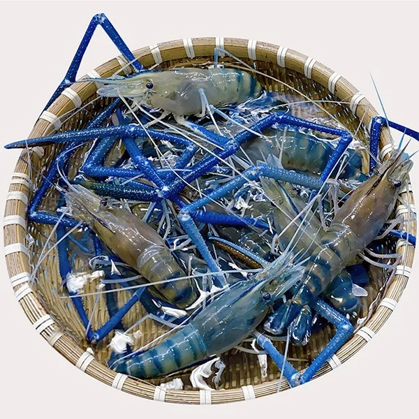 Tôm Càng Xanh